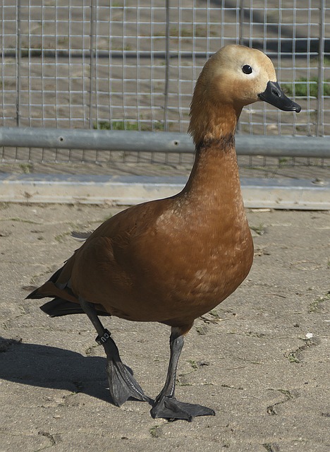 以及在克羅